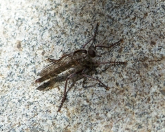 Machimus griseus