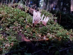 Clavulina castaneipes