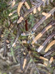 Simosyrphus