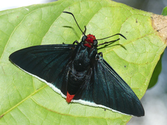 Pyrrhopyge