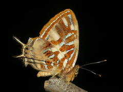 Sarota chrysus
