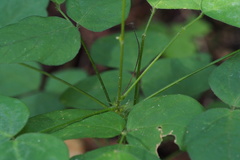 Hylodesmum podocarpum oxyphyllum