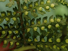 Dryopteris tetrapinnata