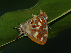 Sarota chrysus