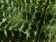 Dryopteris tetrapinnata