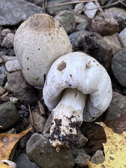 Coprinopsis romagnesiana