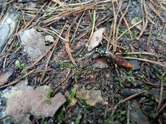 Protichneumon pisorius