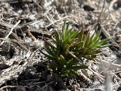 Eriogonum fasciculatum
