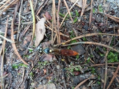 Protichneumon pisorius