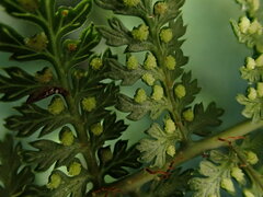 Dryopteris tetrapinnata