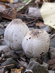 Coprinopsis romagnesiana