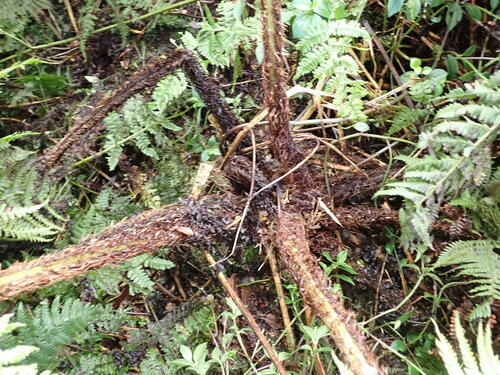 Dryopteris tetrapinnata