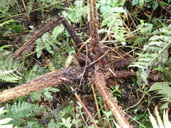 Dryopteris tetrapinnata