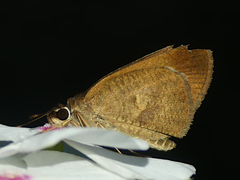Synapte malitiosa