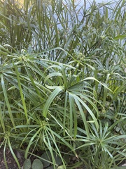 Cyperus alternifolius