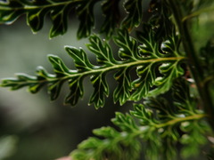 Dryopteris tetrapinnata