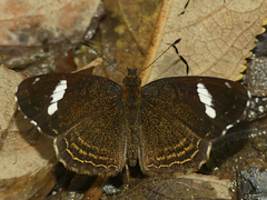 Telenassa delphia nana