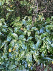 Melicytus ramiflorus