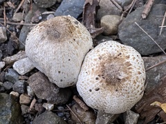 Coprinopsis romagnesiana