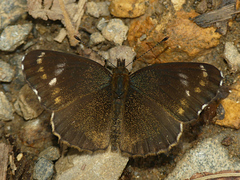 Telenassa delphia nana