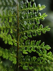 Dryopteris tetrapinnata