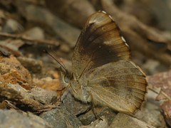Telenassa delphia nana