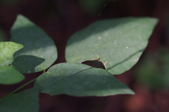 Hylodesmum podocarpum oxyphyllum