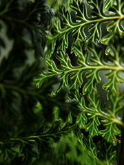 Dryopteris tetrapinnata