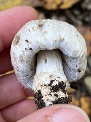 Coprinopsis romagnesiana