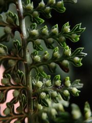 Dryopteris tetrapinnata