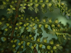 Dryopteris tetrapinnata