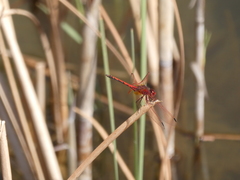 Trithemis arteriosa