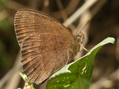 Yphthimoides leguialimai