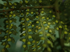 Dryopteris tetrapinnata