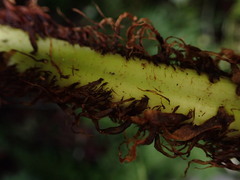 Dryopteris tetrapinnata
