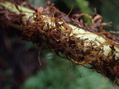 Dryopteris tetrapinnata