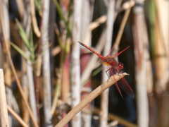 Trithemis arteriosa