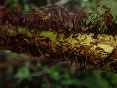 Dryopteris tetrapinnata