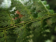 Dryopteris tetrapinnata