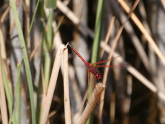 Trithemis arteriosa