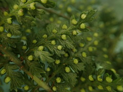 Dryopteris tetrapinnata