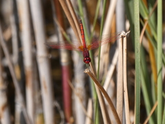 Trithemis arteriosa