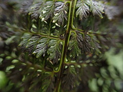 Dryopteris tetrapinnata