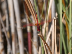 Trithemis arteriosa