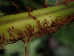 Dryopteris tetrapinnata