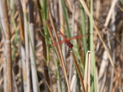 Trithemis arteriosa