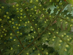 Dryopteris tetrapinnata