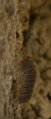 Armadillo officinalis