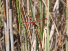Trithemis arteriosa