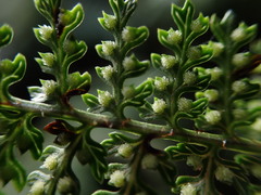 Dryopteris tetrapinnata